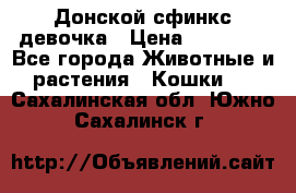 Донской сфинкс девочка › Цена ­ 15 000 - Все города Животные и растения » Кошки   . Сахалинская обл.,Южно-Сахалинск г.